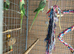 Breeding pair alexandrian
