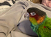 Semi tame blue throated conures