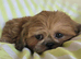 Kc registered shih tzumale for sale