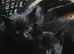 I have 1 black kitten male