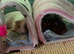 Guinea pigs include eveything