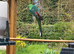 Adult Red Rumps