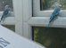 Four young cock budgies