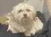 4 Maltese puppies