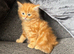 British shorthaired cross Persian kittens