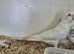 Young Pair White Cockatiels