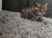 Beautiful British kittens