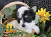 Stunning Multipoo F1B puppies
