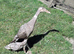 Pure Indian runner hatching eggs x6