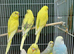 Baby rainbow and pied budgies for sale