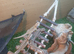 Citrus bearded dragon babies het translucent