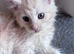 Big Ears & Fluffy Coats – Maine Coon Kittens Ready Now