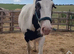 Lovely 13.2hh Cob Mare For Sale