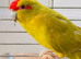 Beautiful young kakariki parrot for sale
