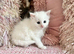 Four fluffy kittens