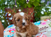 Quality True mini Cavapoo puppies in Eastleigh, Hampshire