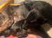 2 male Dutch herders puppies