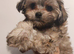 Maltese