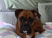 Beautiful boy looking for a new home.