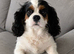 BEAUTIFUL CAVALIER KING CHARLES SPANIEL