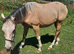 Yearling Gelding – To Make Around 15.2hh
