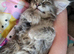 8 weeks old male long haired kitten