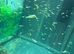 KOI FRY 6-8 weeks old. 10 for &pound;10