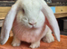 French Lop Buck ready to leave