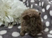 3 boars available
