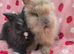 Fluffy teddy Angora X Lionhead very tame