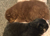 Pomeranian girls