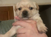6 adorable babies, loving homes only!