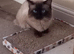 Stunning Male Ragdoll