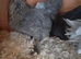 Bantam chickens