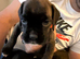 Gorgeous K.C boxer pups for sale