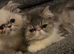 Female persian