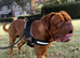 ODIN &mdash; DOGUE DE BORDEAUX STUD