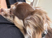 Longhaired male chihuahua