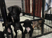 French bull dog x springer spaniel puppies