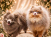 Beautiful lilac tan pomeranian girl