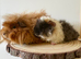 2 pairs of boars