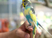 Tamed budgies