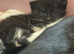 A Beautiful 9 week old black with white feetkitten