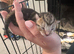 New kittens day old