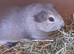 2x female and 2x male Guinea pigs