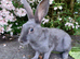 Purebred young English rabbits looking for good homes