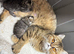 3 beautiful exotic females can be gccf registered if needed