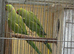 4 years old proven Indian Ringneck pairs