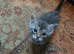 Kittens for sale
