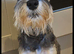 Miniture schnauzer for sale